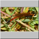 Therion circumflexus - Schlupfwespe w01c 23mm - Sandgrube Niedringhaussse det06.jpg